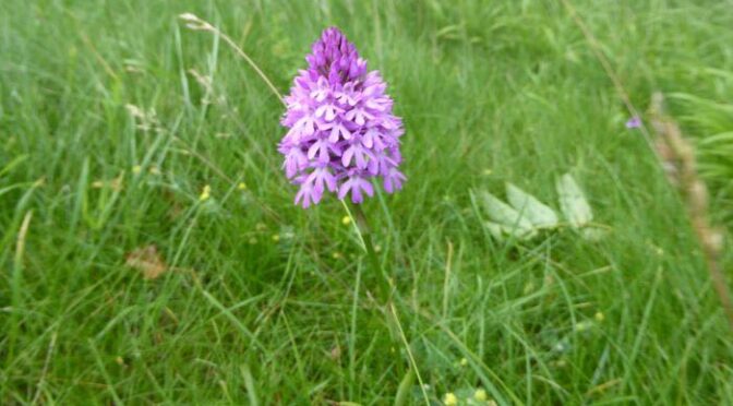 JUNE to SEPTEMBER 2025 WALKS PROGRAMME