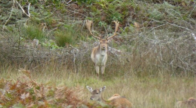 Weekend trip to the New Forest: October 2024