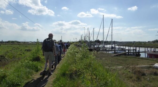 FAVERSHAM & HAM MARSHES on 3rd May 2025 (6 miles, circular)