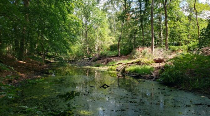 Loop Walk: Hatch End to Borehamwood – 14 June 2025