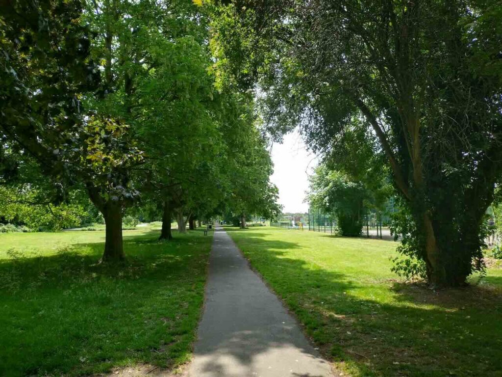 Horse Chestnut Trees