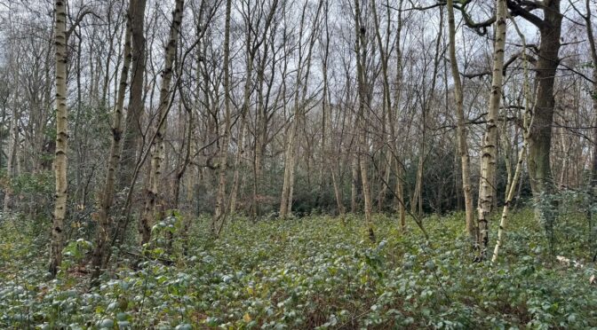 PUTNEY HEATH AND WIMBLEDON COMMON on 1st February 2026