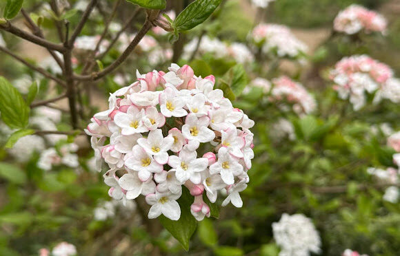 WEDNESDAY 1 APRIL: WELWYN NORTH – FERNERY AND CHOCOLATE SHOP