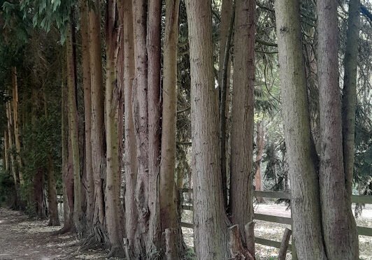 SATURDAY 8th AUGUST CHALFONT and LATIMER (Circular) 9.5 miles.