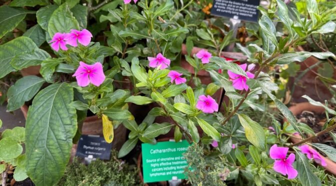 Royal College of Physicians Medicinal Garden Tour 24 September 2026